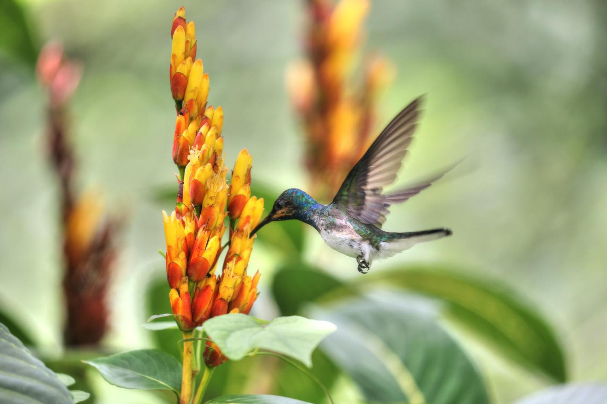 Hadco Experiences At Asa Wright Nature Centre Blanchisseuse Luaran gambar