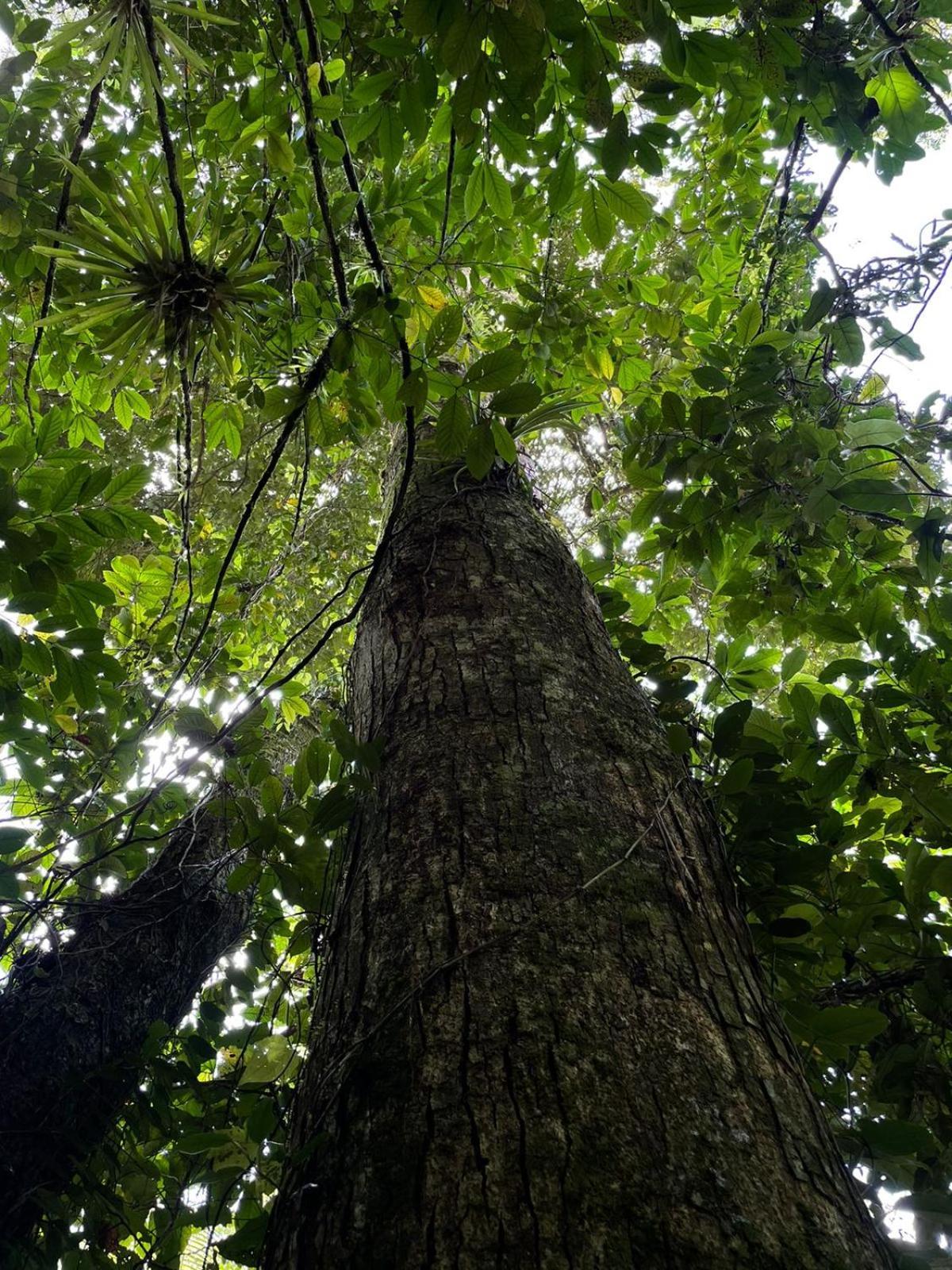 Hadco Experiences At Asa Wright Nature Centre Blanchisseuse Luaran gambar