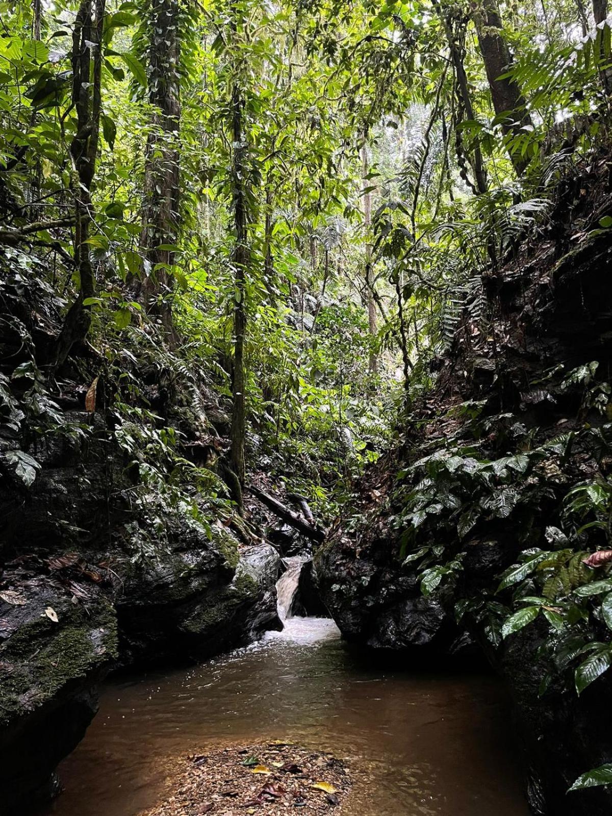 Hadco Experiences At Asa Wright Nature Centre Blanchisseuse Luaran gambar